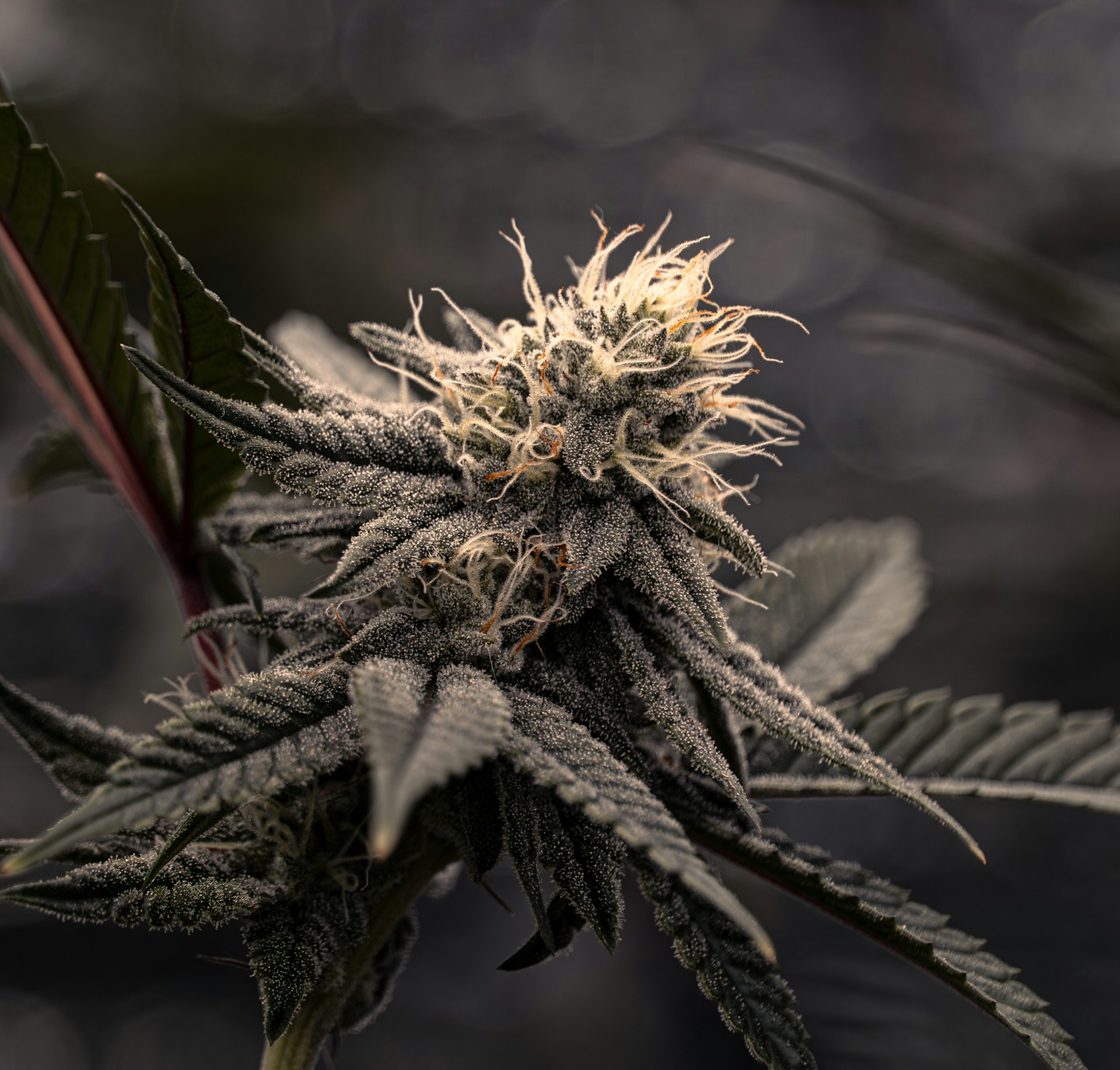 Close-up of a real cannabis flower covered in resinous trichomes