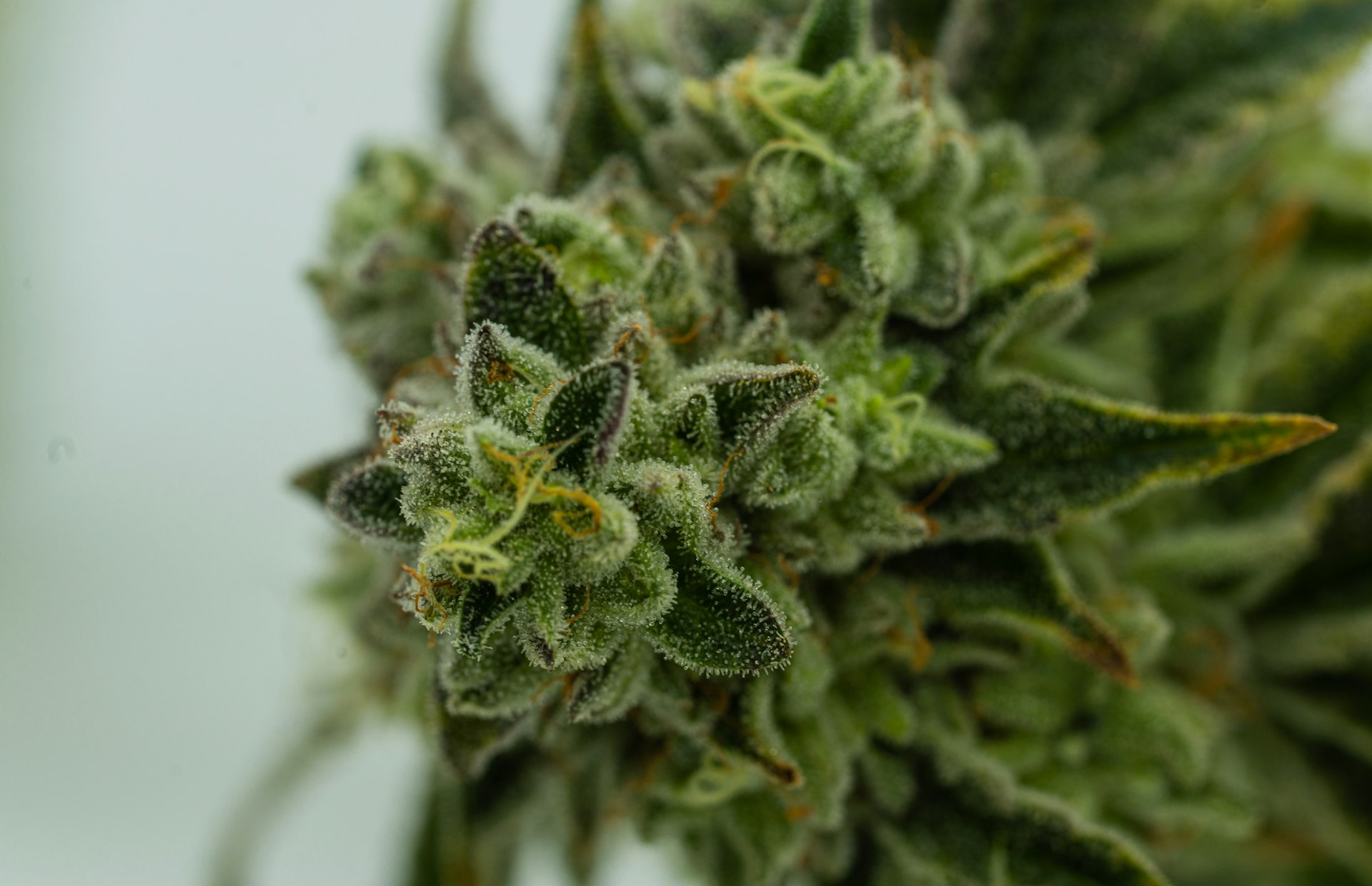 Real green cannabis plant showing the aromatic buds that contain terpenes